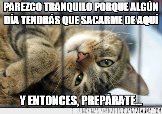 venganza,vengarse,jaula,sacar,tranquilo,preparate